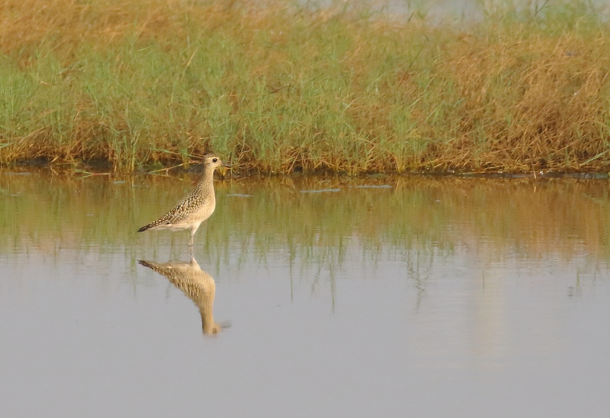 Pacific Golden-Plover - ML644753891