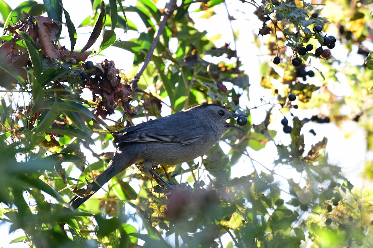 Gray Catbird - ML644753893