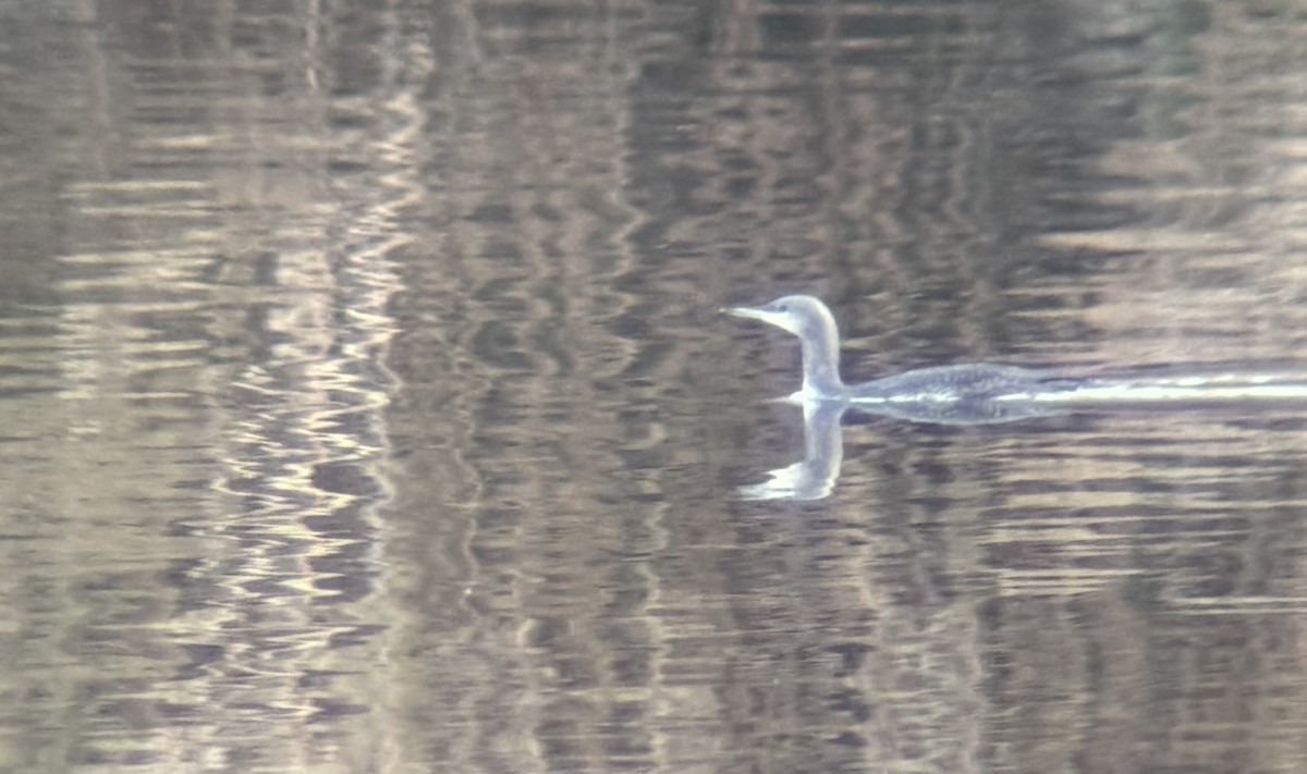 Red-throated Loon - ML644753894