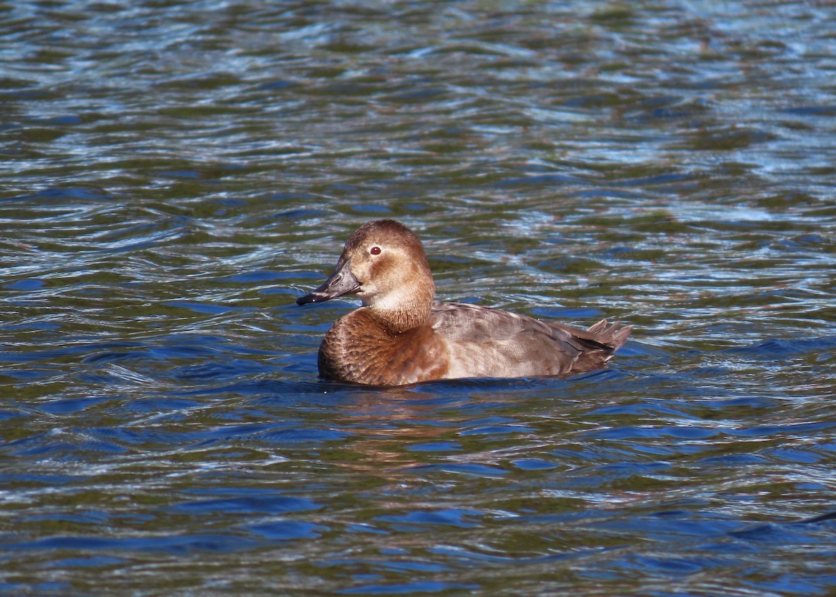 taffeland - ML644753901