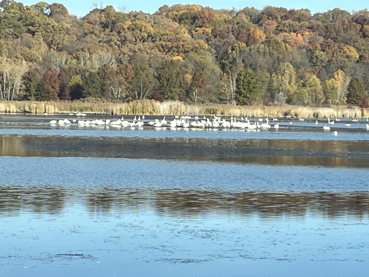 labuť velká - ML644753902