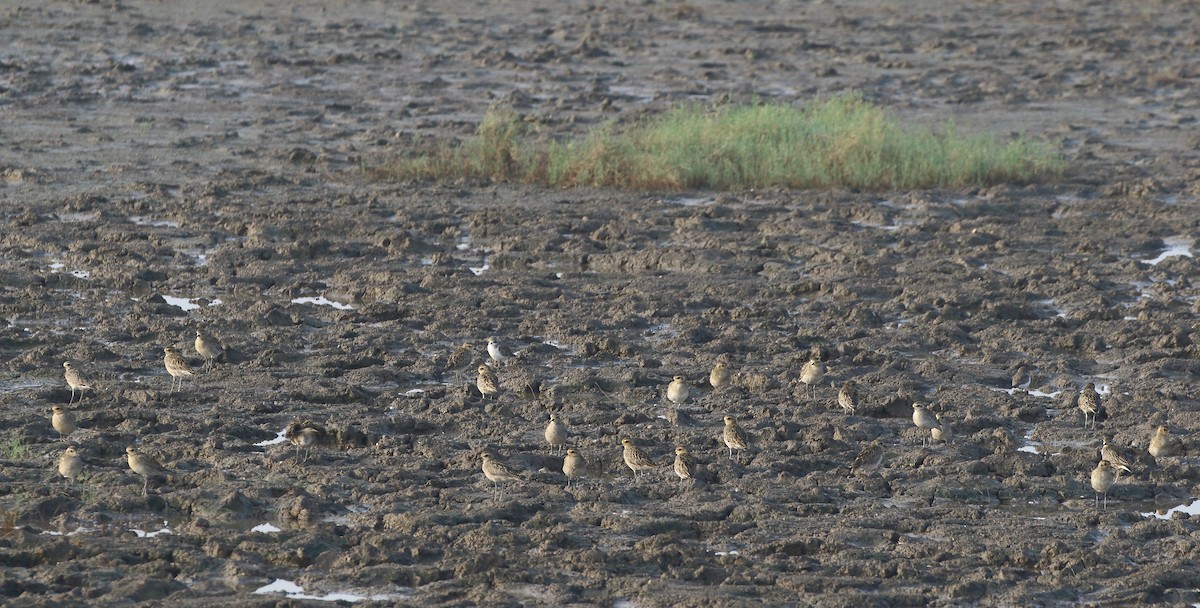 Pacific Golden-Plover - ML644753911