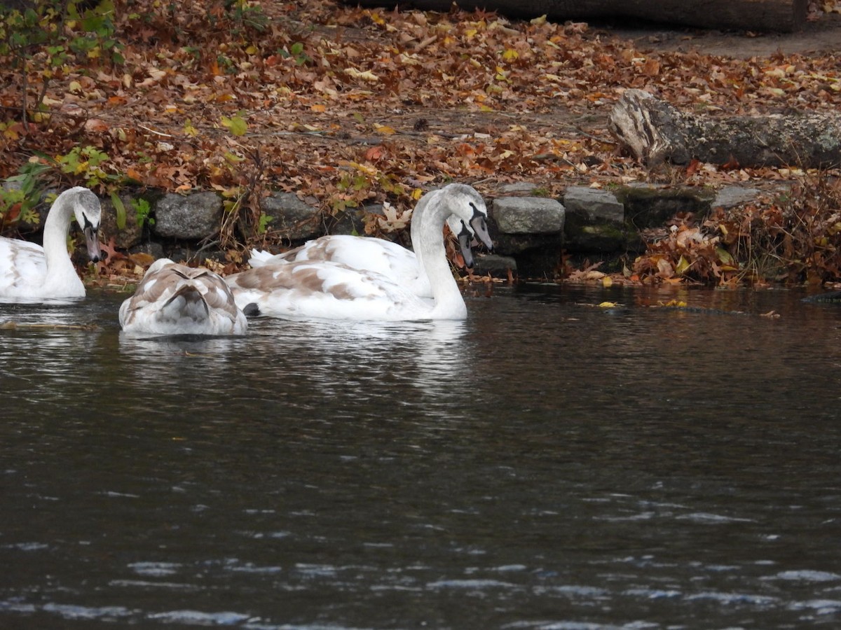 labuť velká - ML644753915