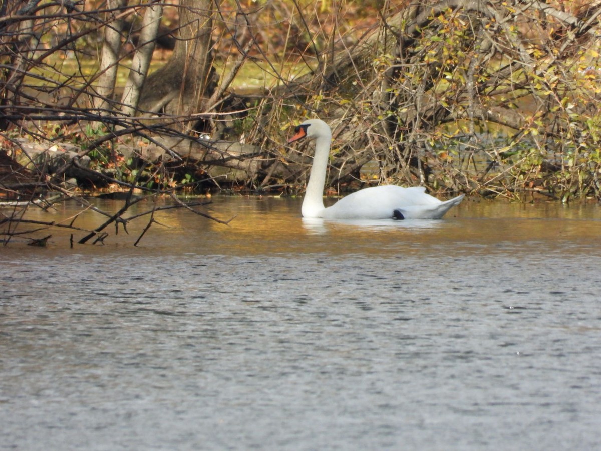 labuť velká - ML644753916