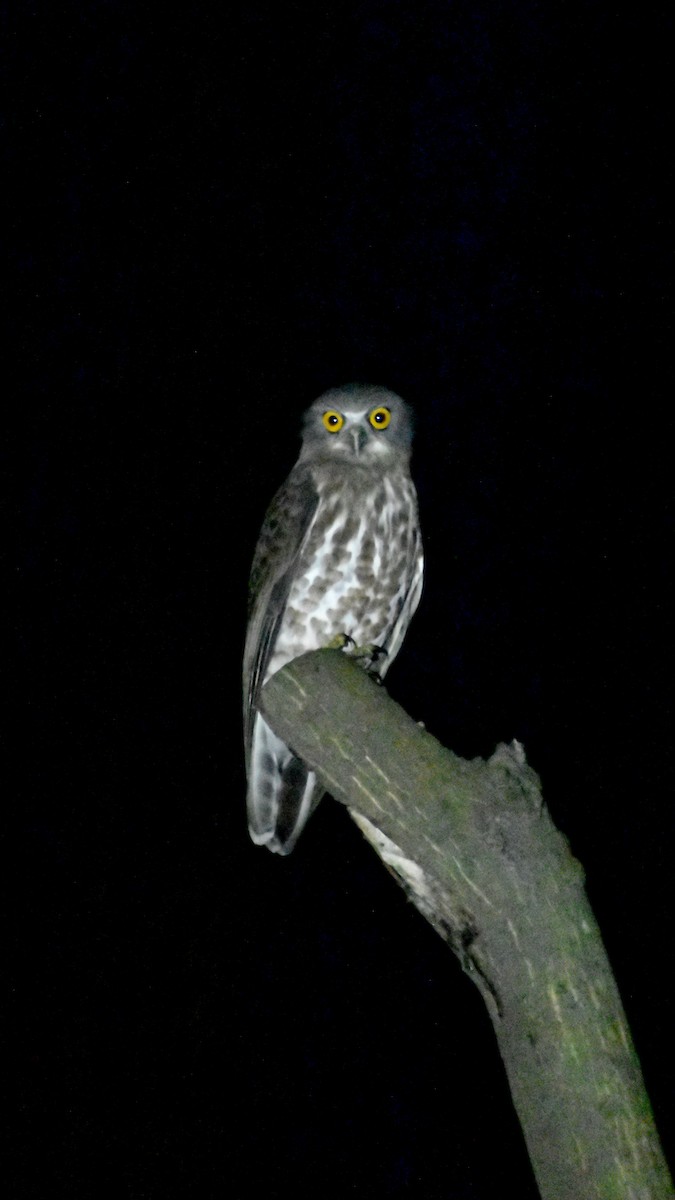 チャイロアオバズク - ML644753923