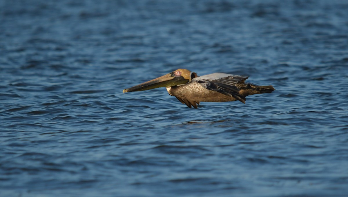 Brown Pelican - ML644753926