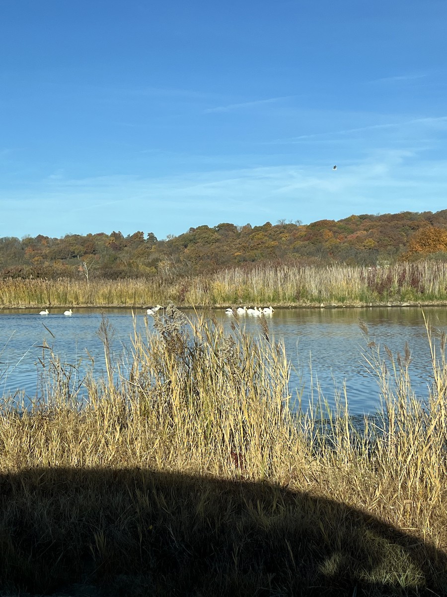 American White Pelican - ML644753929