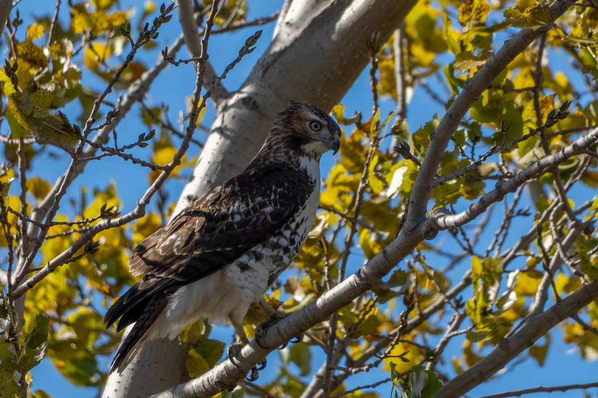 Red-tailed Hawk - ML644753930