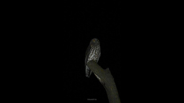 Ninoxe hirsute - ML644753936