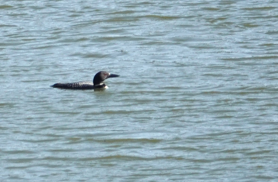 Aliota handia - ML644753937