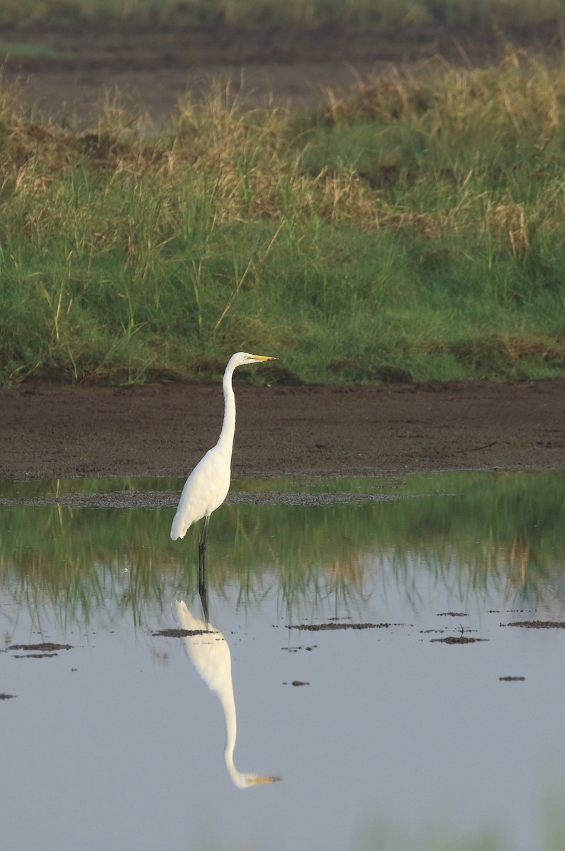 Great Egret - ML644753939