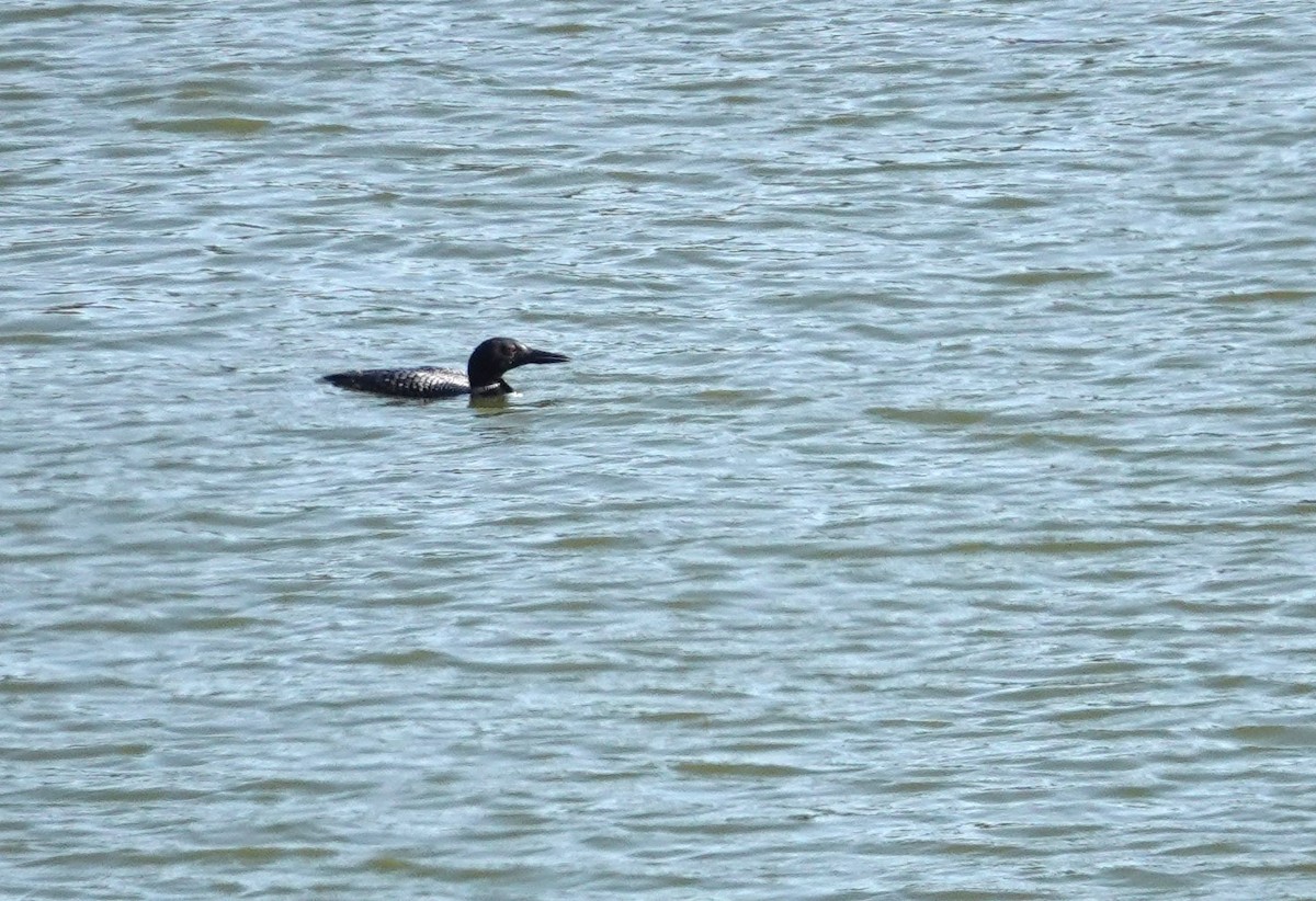 Aliota handia - ML644753940