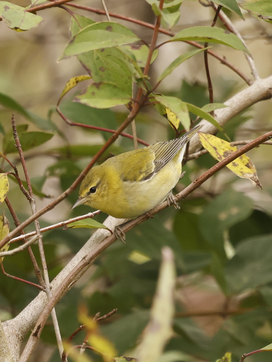Tennessee Warbler - ML644753944