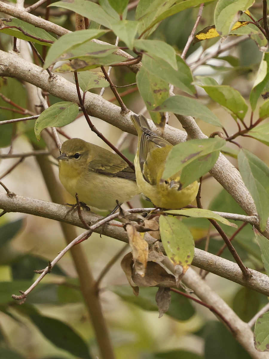 Tennessee Warbler - ML644753945