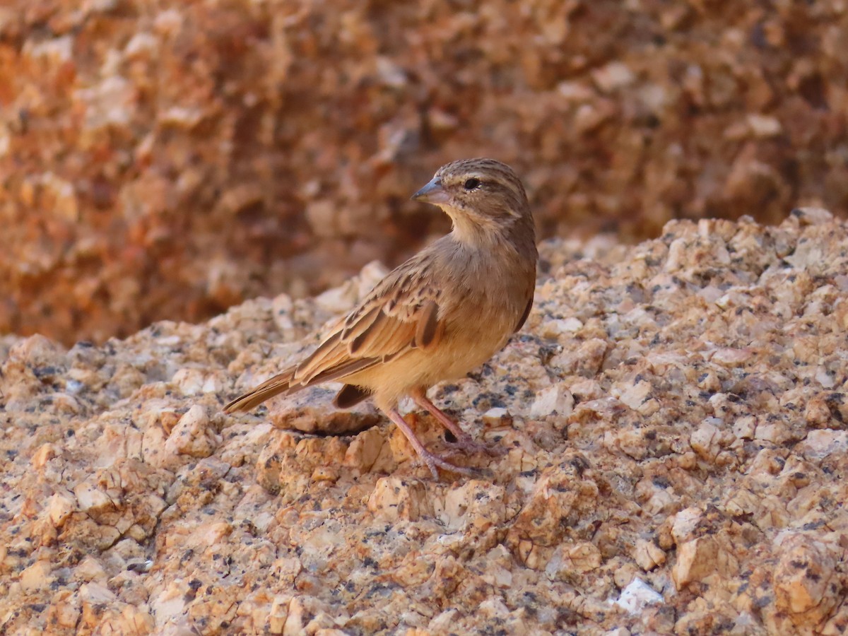 Бледная овсянка - ML644753949