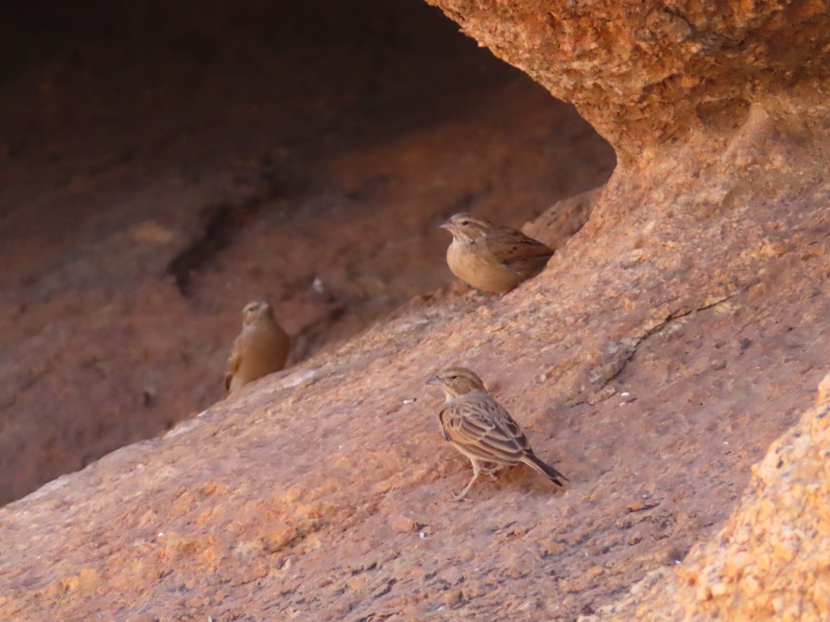 Бледная овсянка - ML644753950