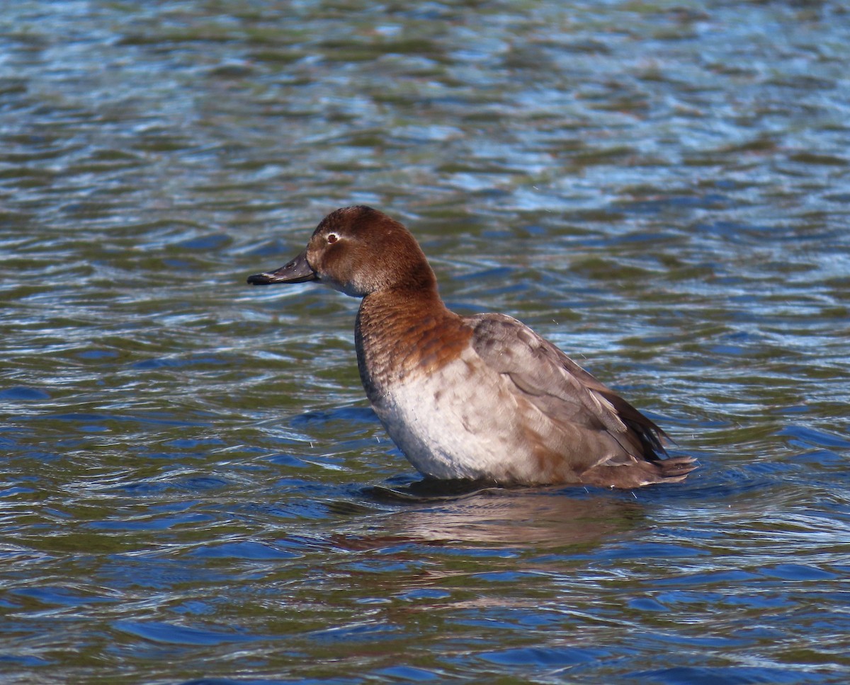 taffeland - ML644753953