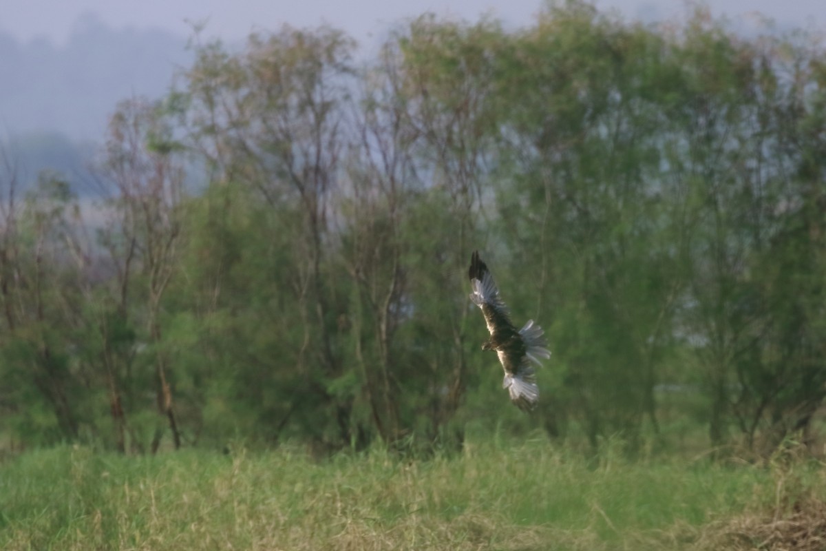 Western Marsh Harrier - ML644753955