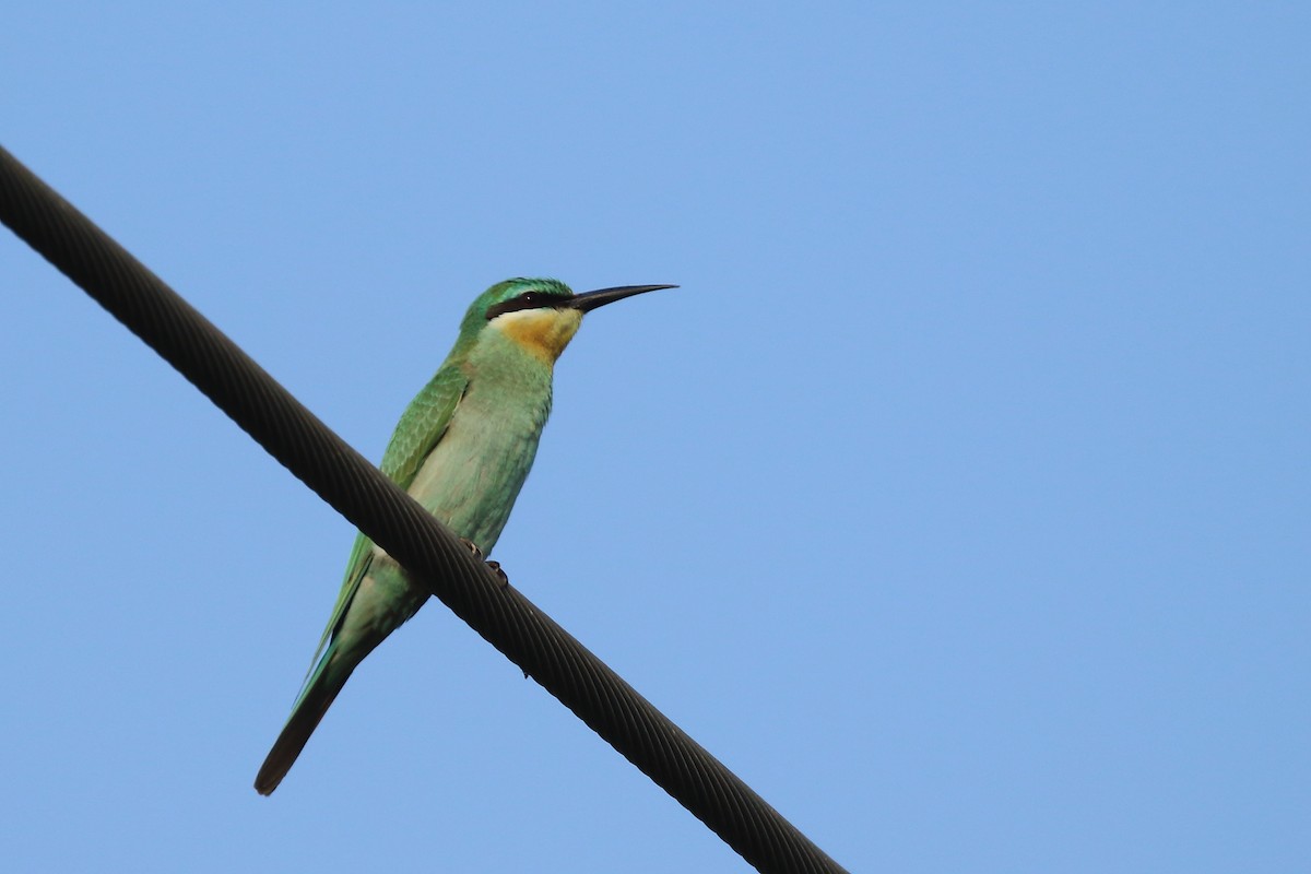 Blue-cheeked Bee-eater - ML644753967