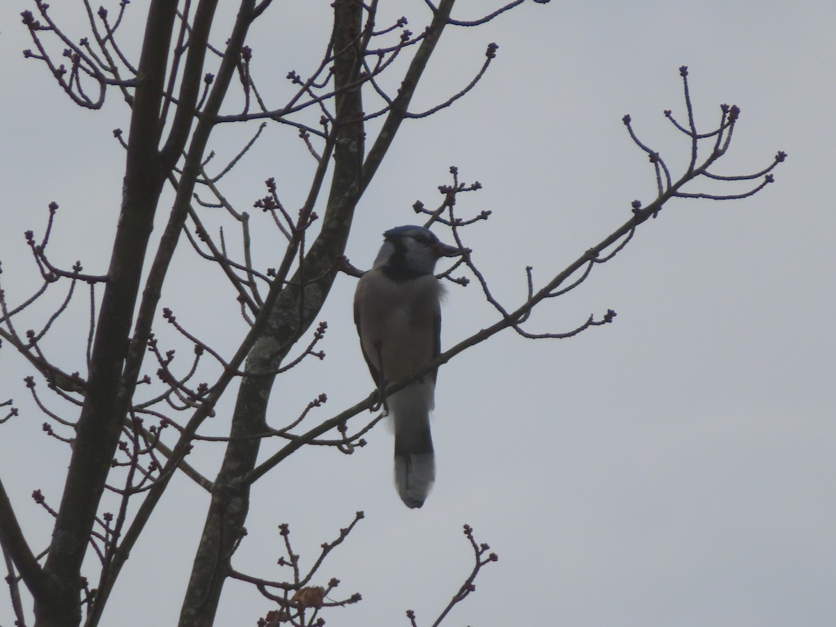 Blue Jay - ML644753969