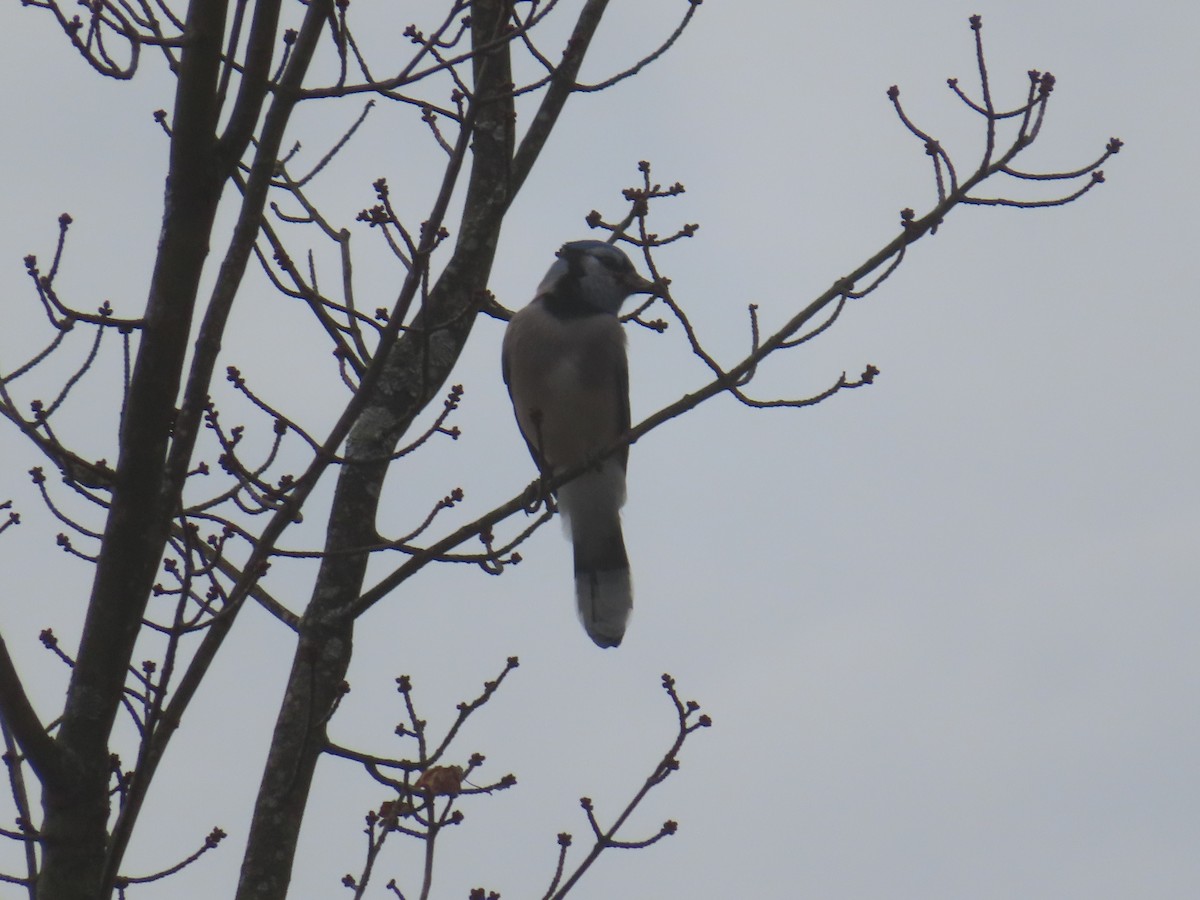 Blue Jay - ML644753970