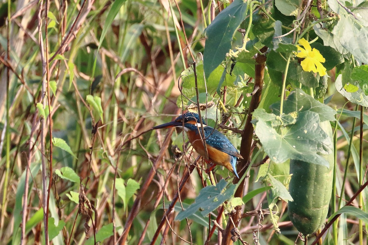 Common Kingfisher - ML644753978