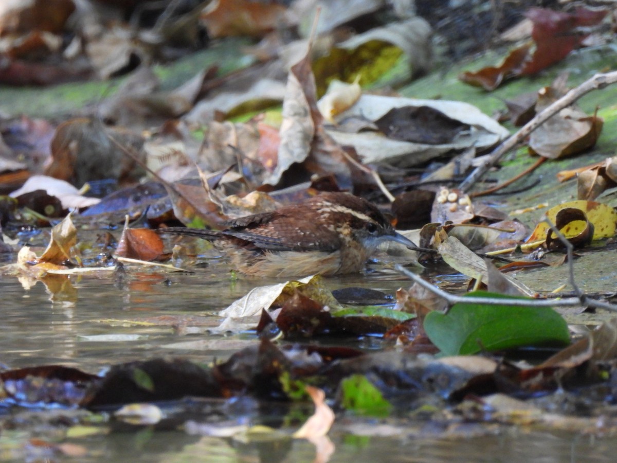 チャバラマユミソサザイ - ML644753982