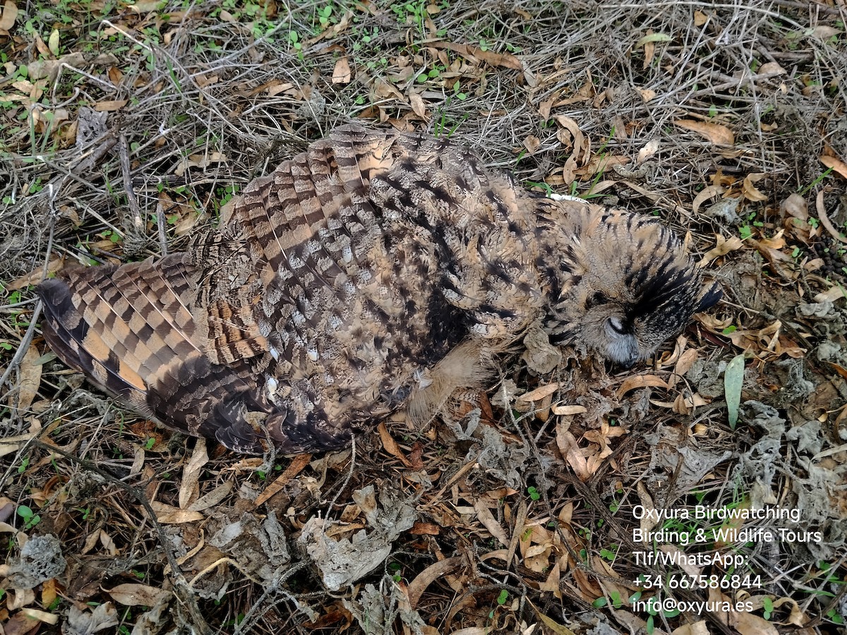 Эгэл шар шувуу - ML644753985