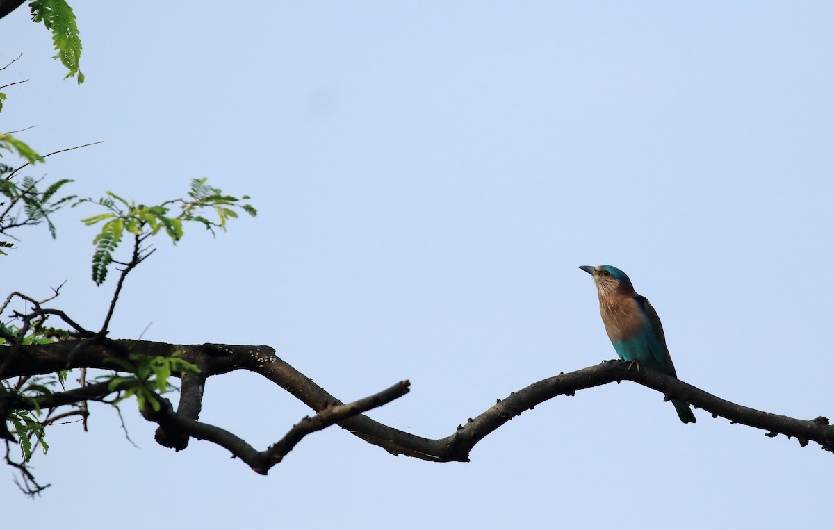 Indian Roller - ML644753989