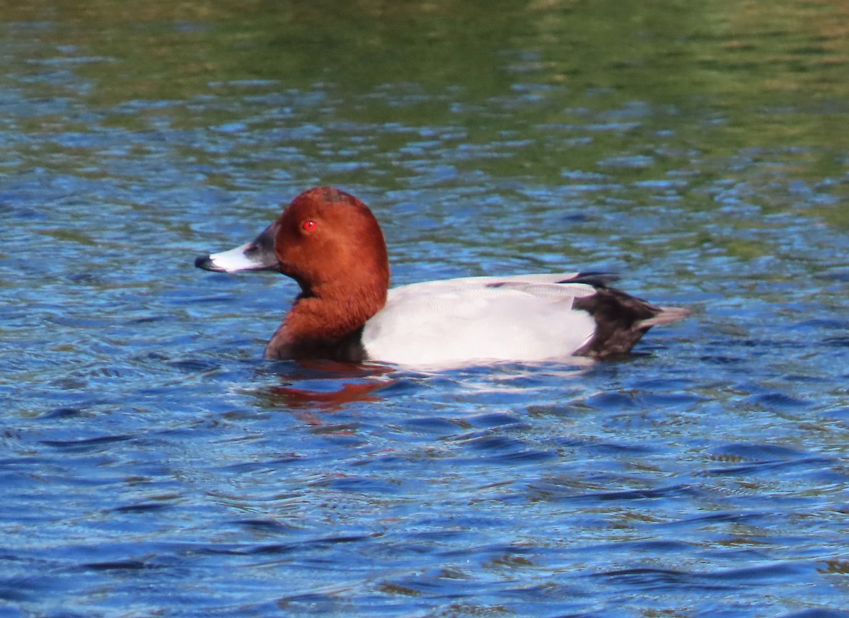 taffeland - ML644753991