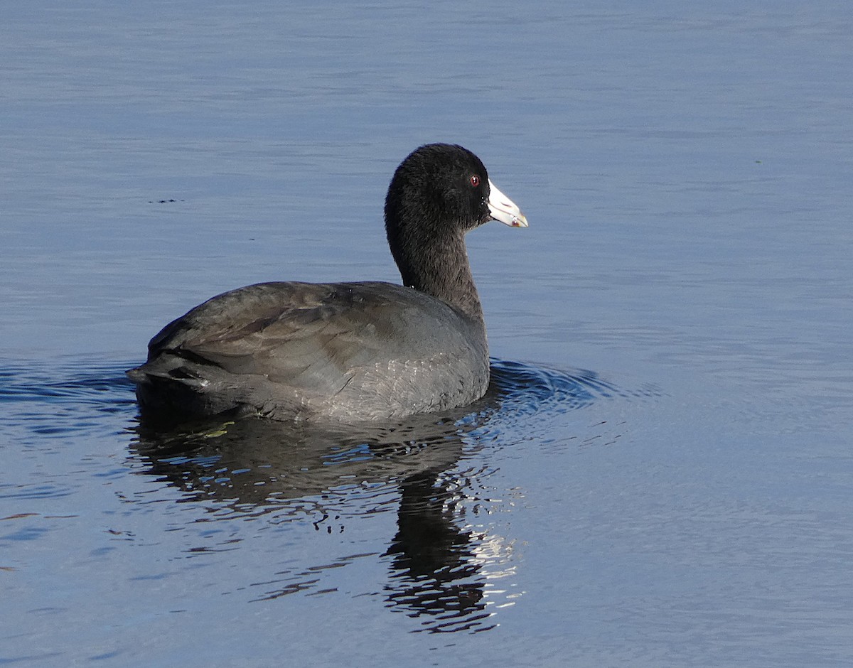American Coot - ML644753994