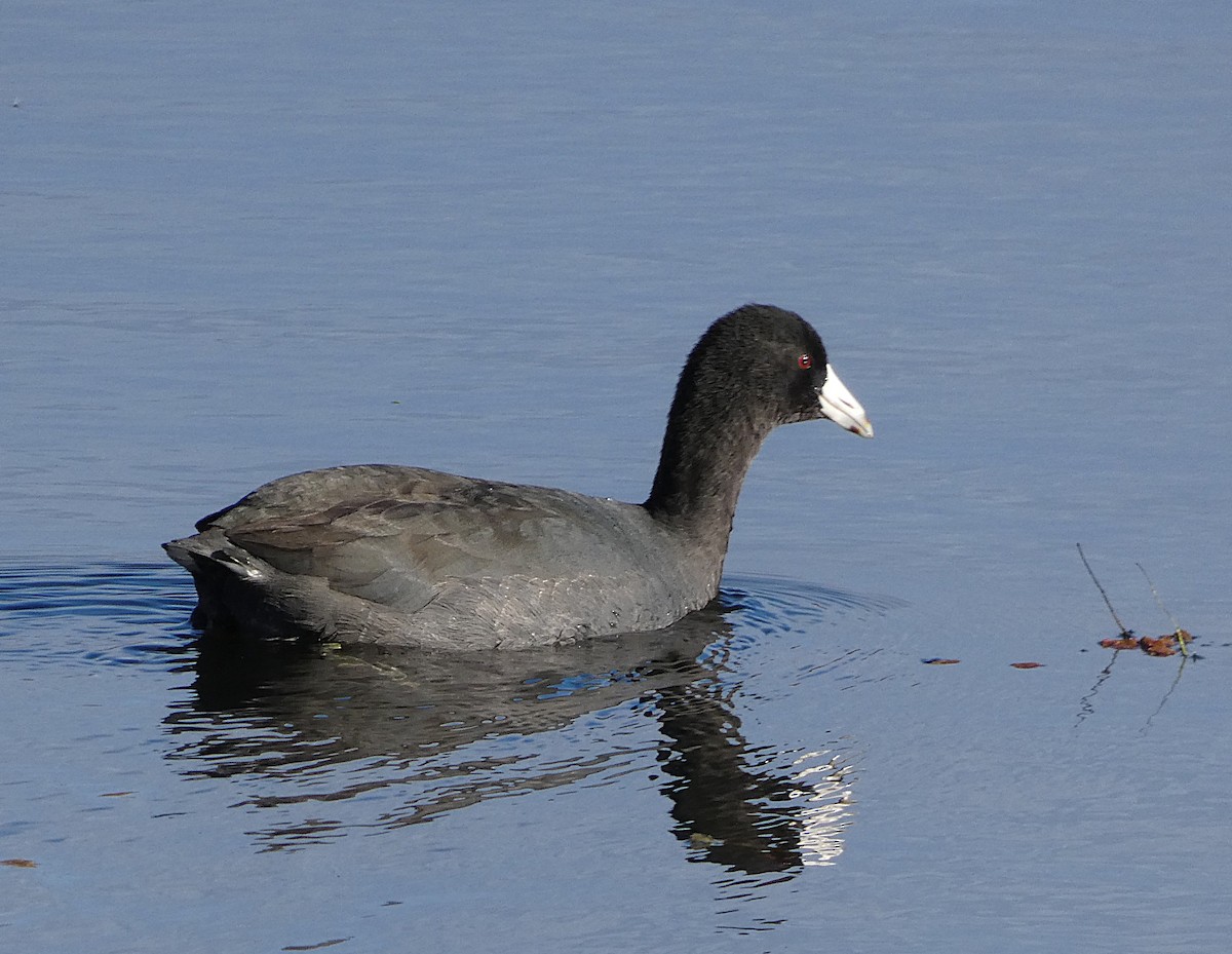 American Coot - ML644753995