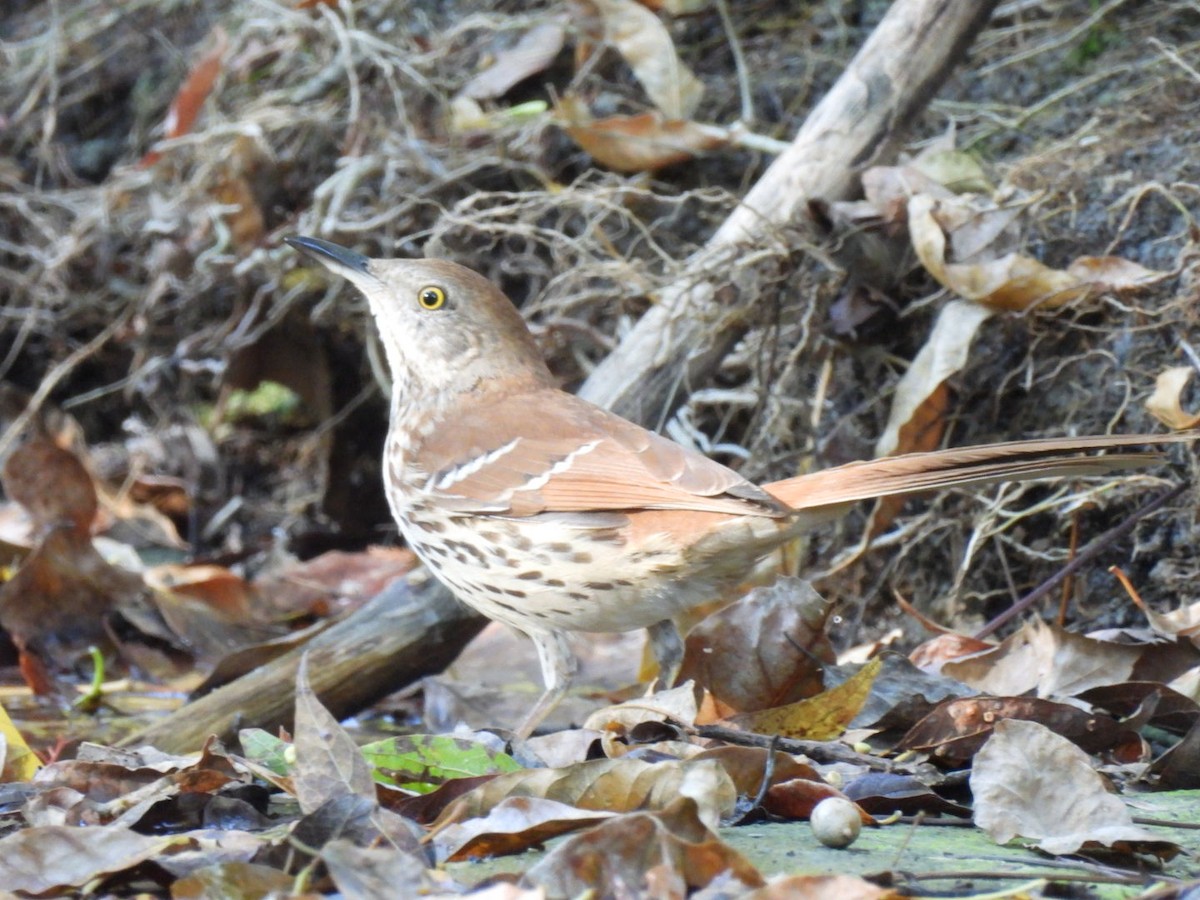 דשוש חום - ML644753998