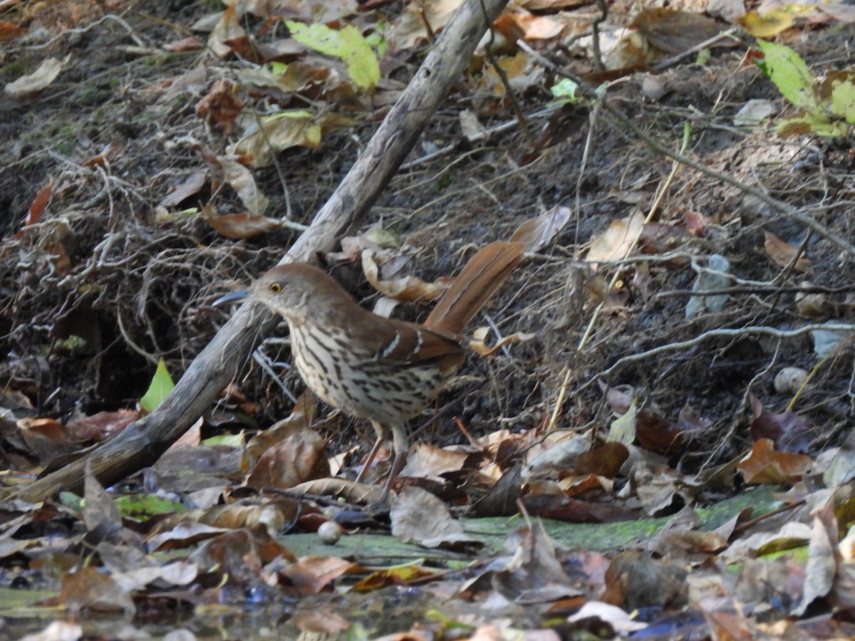 דשוש חום - ML644753999