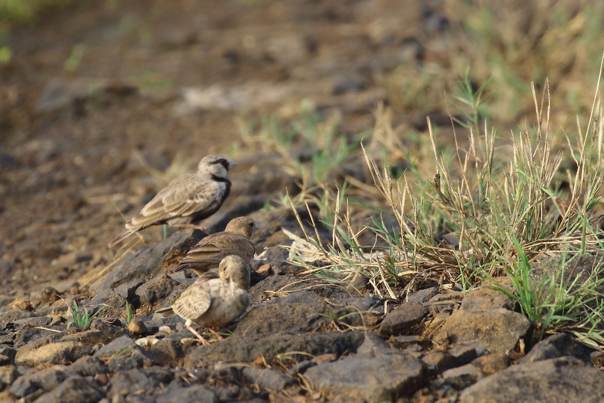 Ashy-crowned Sparrow-Lark - ML644754008