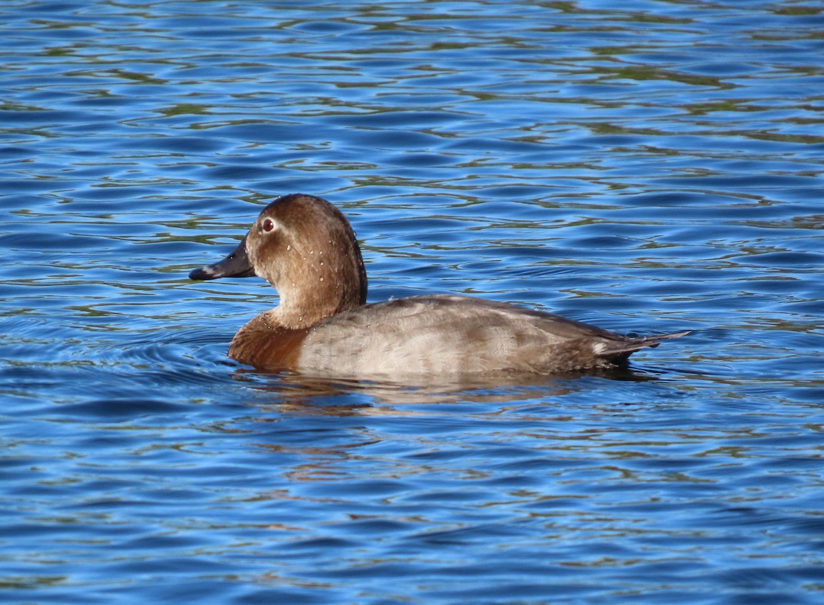 taffeland - ML644754010