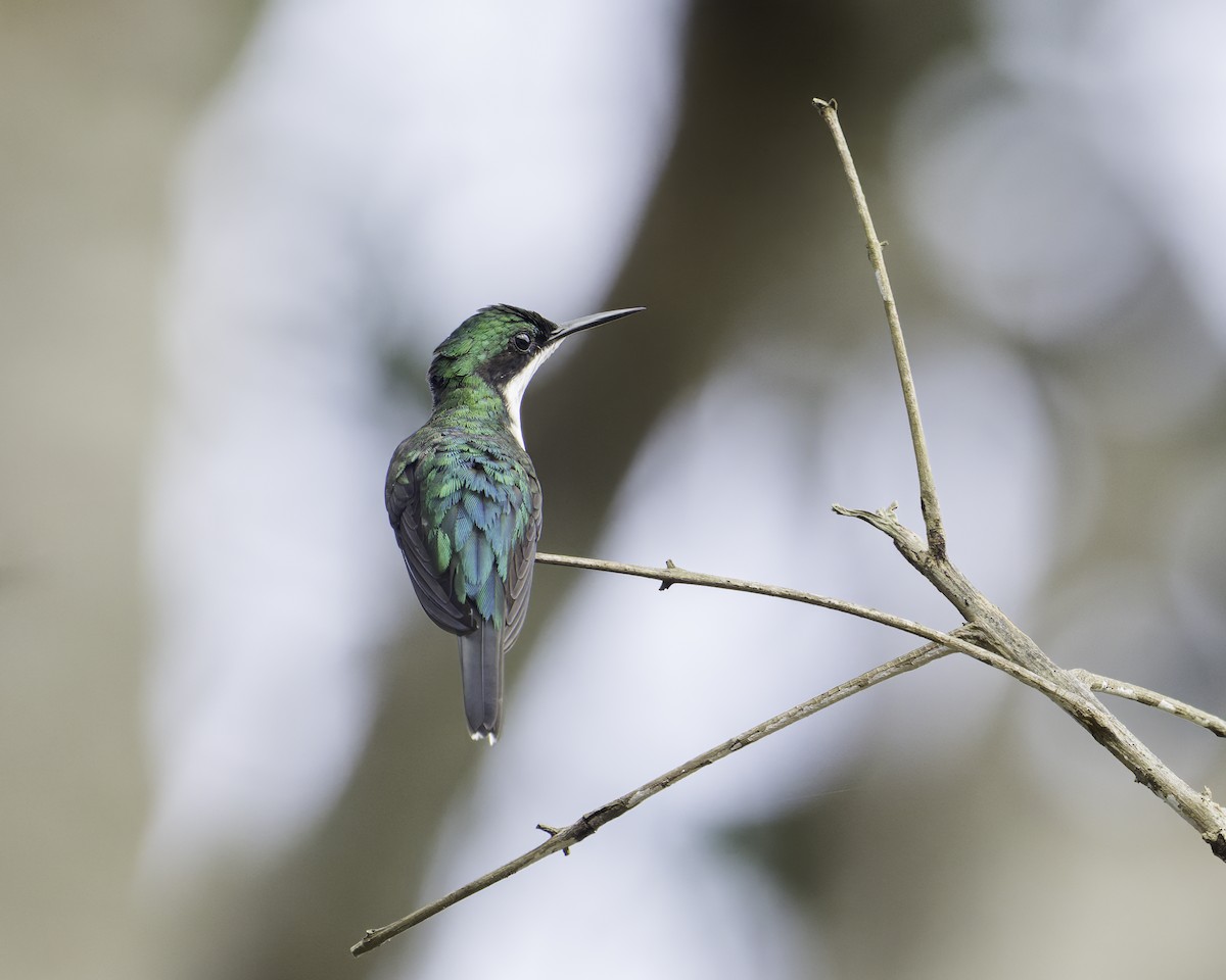 Black-eared Fairy - ML644754019