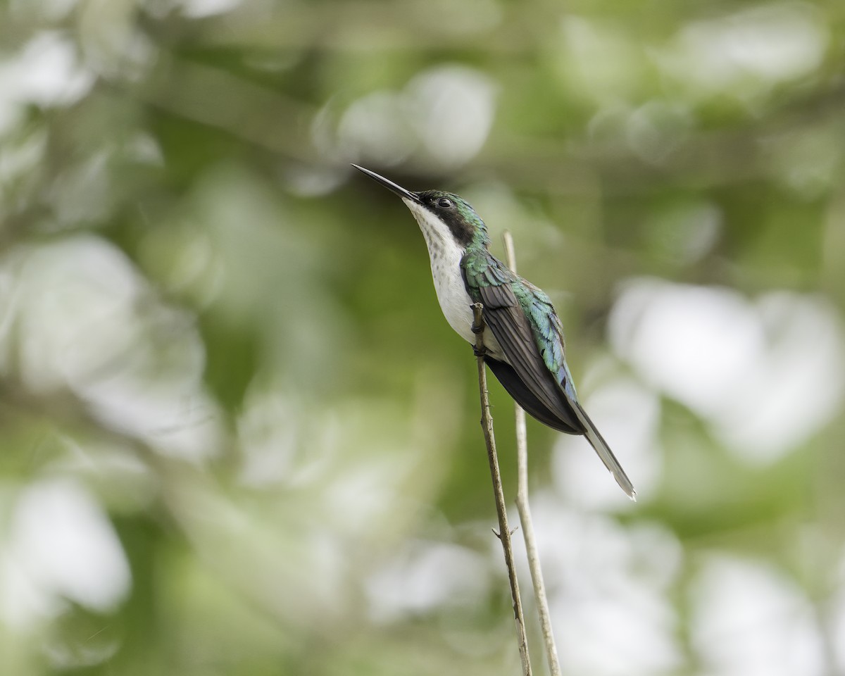 Black-eared Fairy - ML644754020