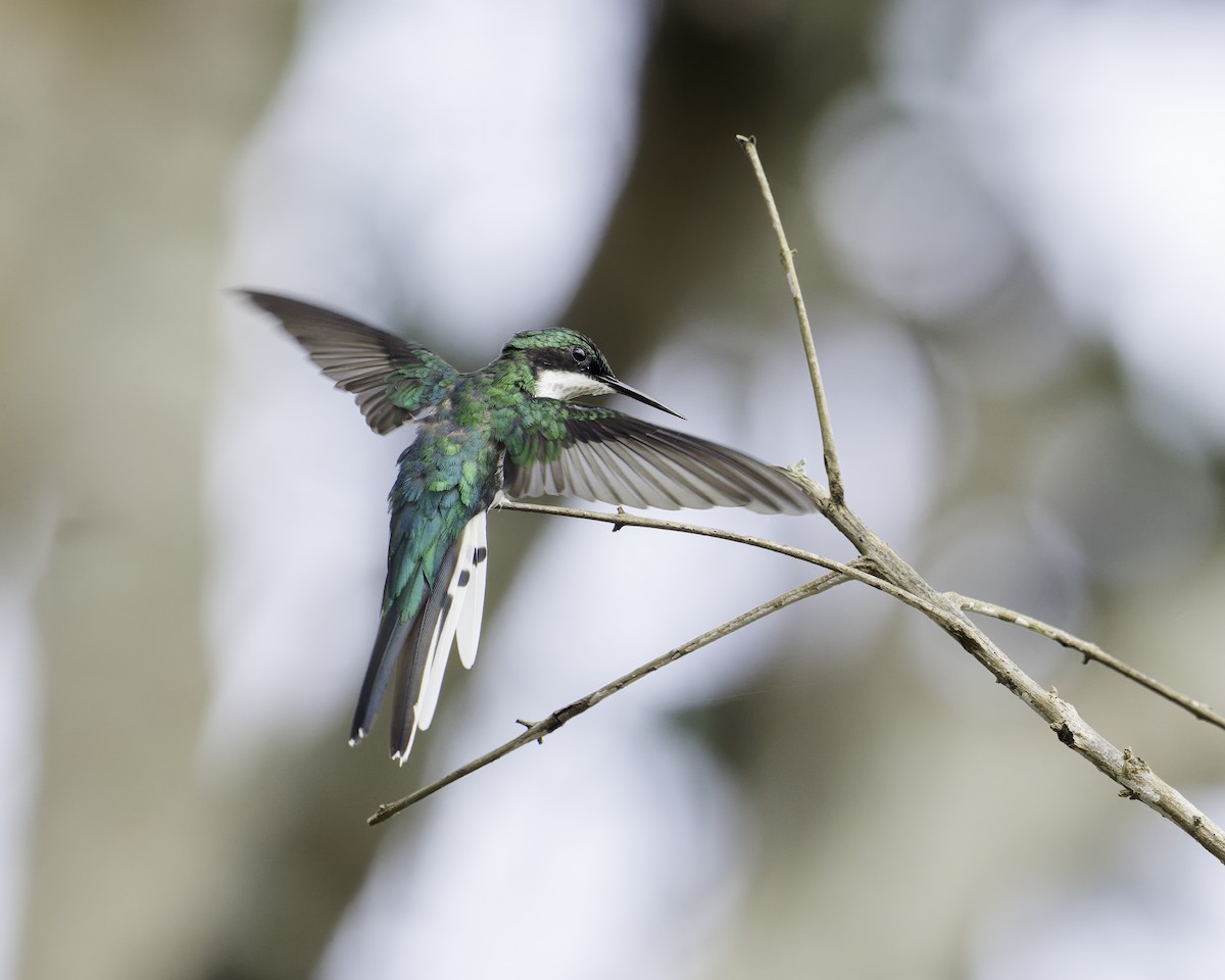 Black-eared Fairy - ML644754021