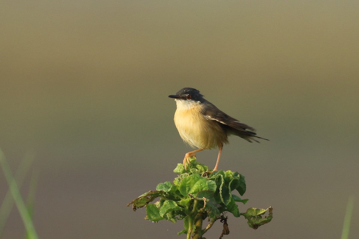 Ashy Prinia - ML644754028