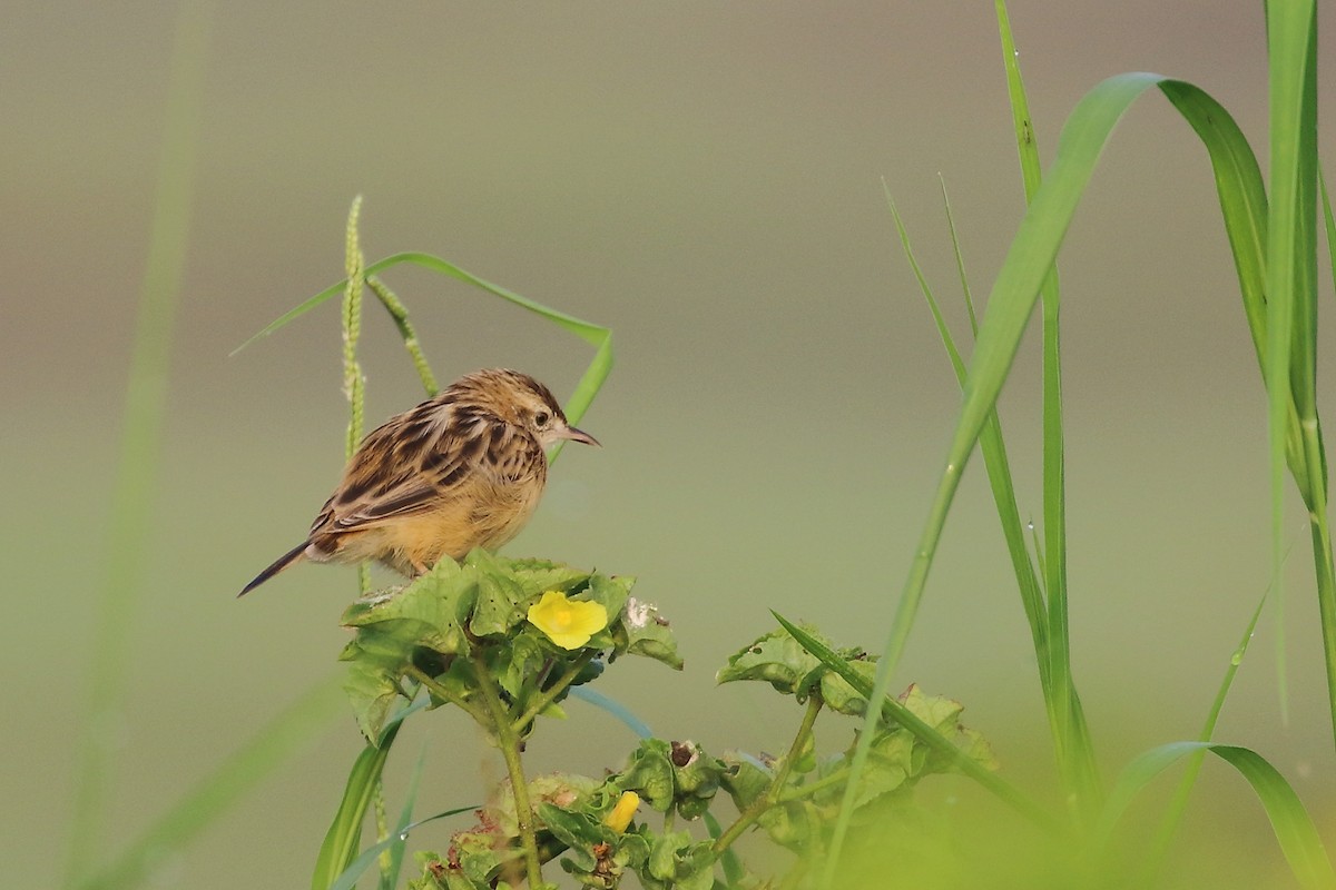 Zitting Cisticola - ML644754039