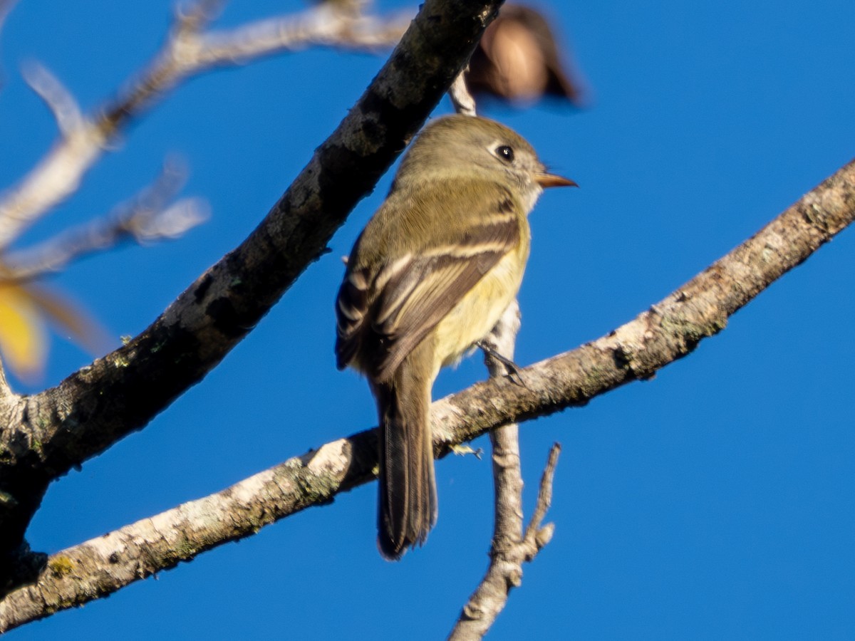 Hammond's Flycatcher - ML644754048