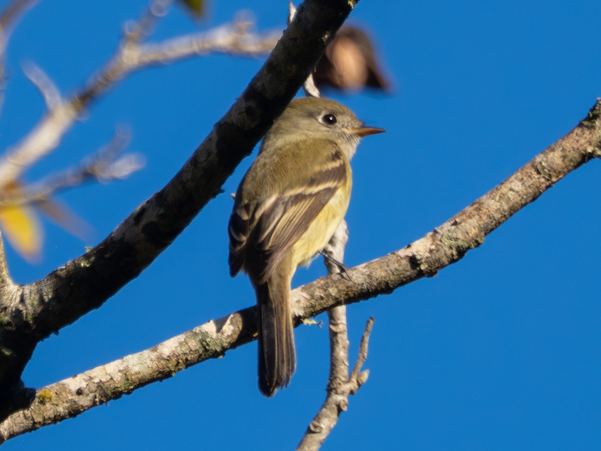 Hammond's Flycatcher - ML644754049