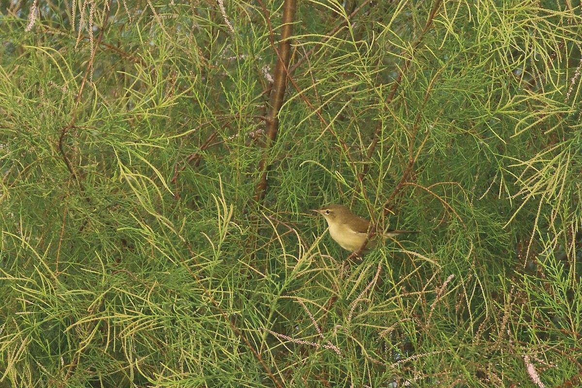 Blyth's Reed Warbler - ML644754060