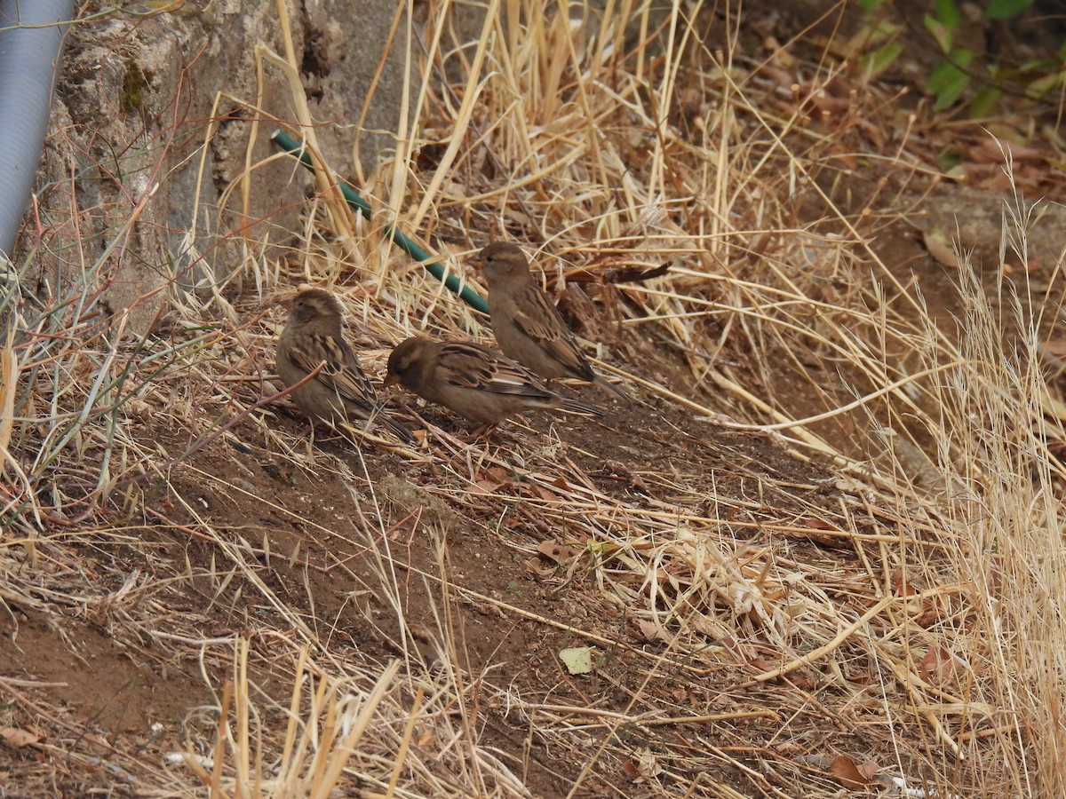 家麻雀 - ML644754064