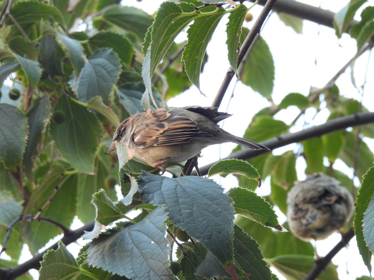 家麻雀 - ML644754072