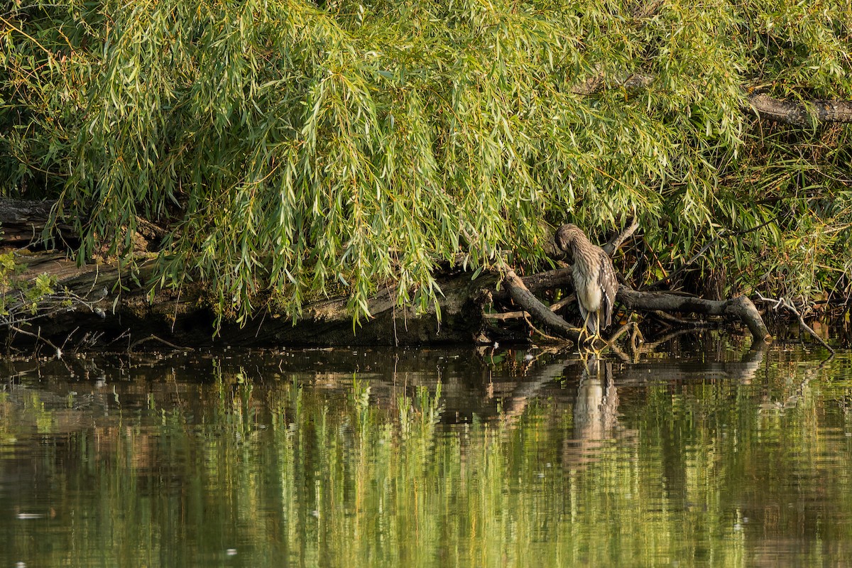 Bihoreau gris - ML644754081