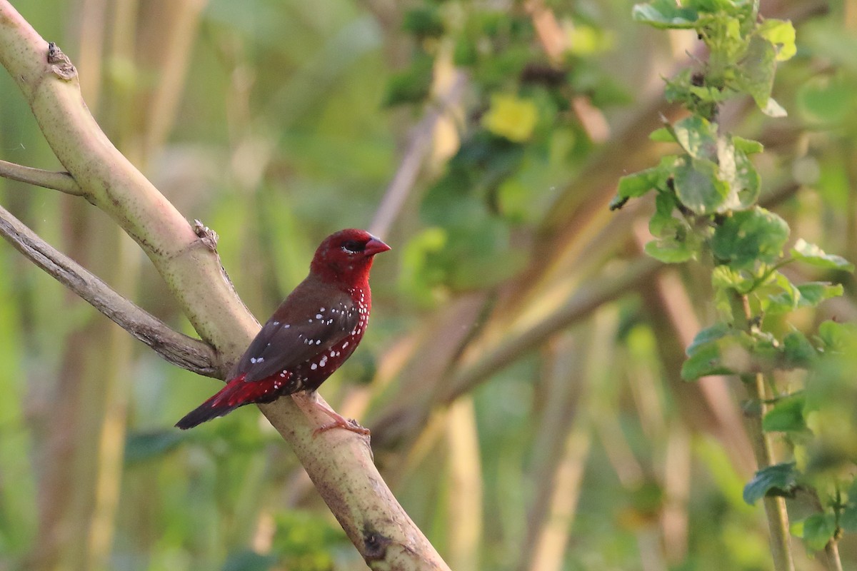 Red Avadavat - ML644754084