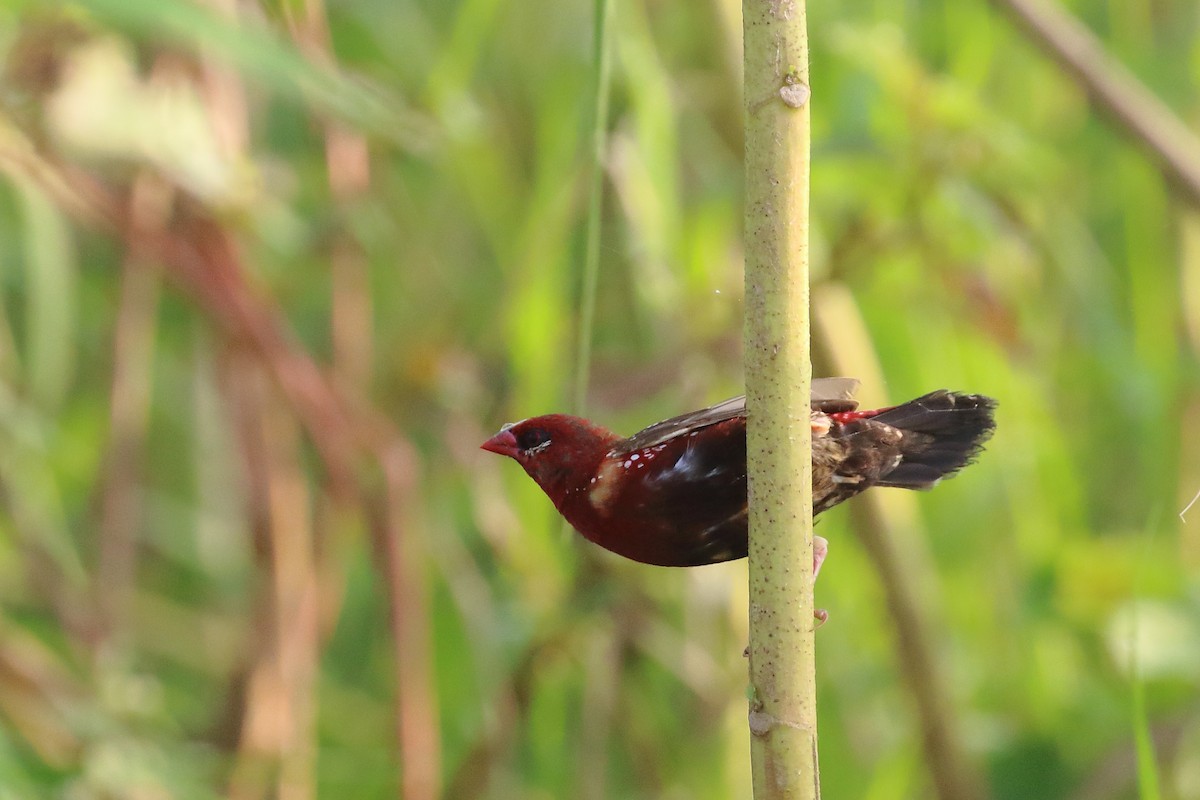 Red Avadavat - ML644754085