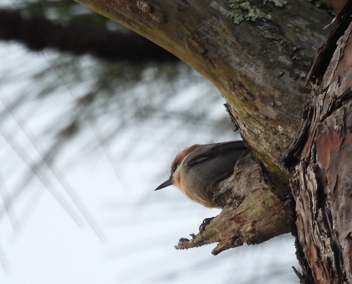 Boz Başlı Sıvacı - ML644754088